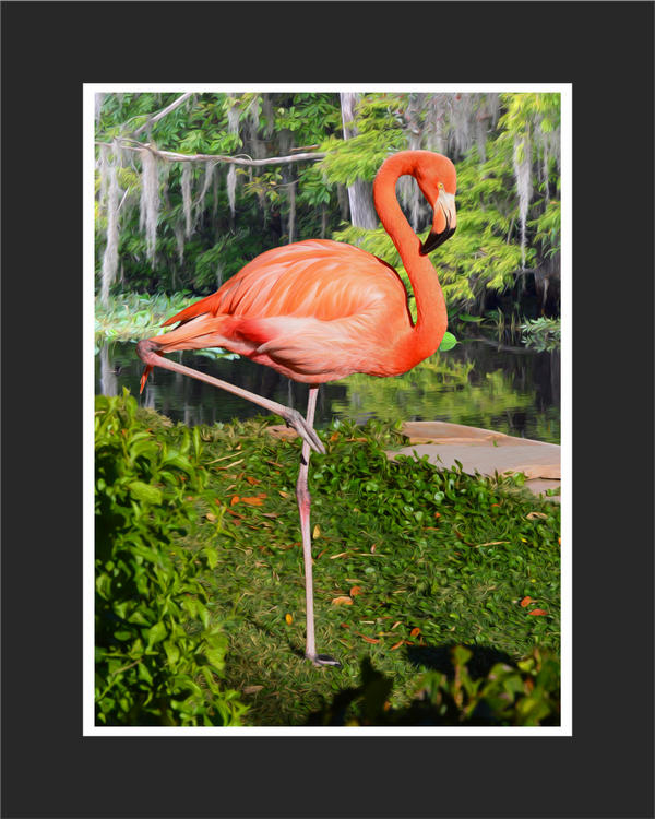 Floyd the Flamingo Wall Art | Jon Brown Art - JWB Art Unlimited
