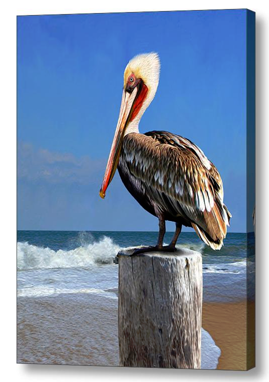 Morning Perch Pelican Wall Art - JWB Art Unlimited