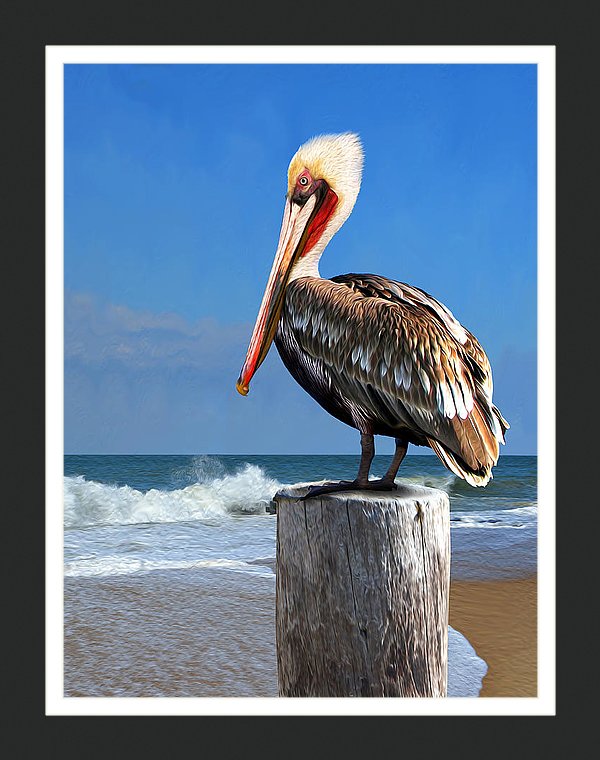 Morning Perch Pelican Wall Art