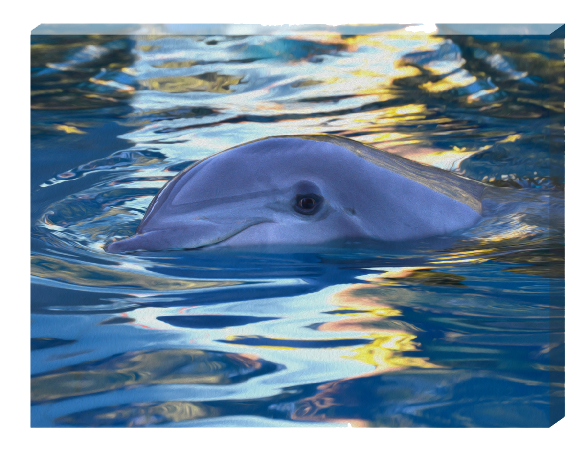 Lazy Swim Dolphin Wall Art - JWB Art Unlimited