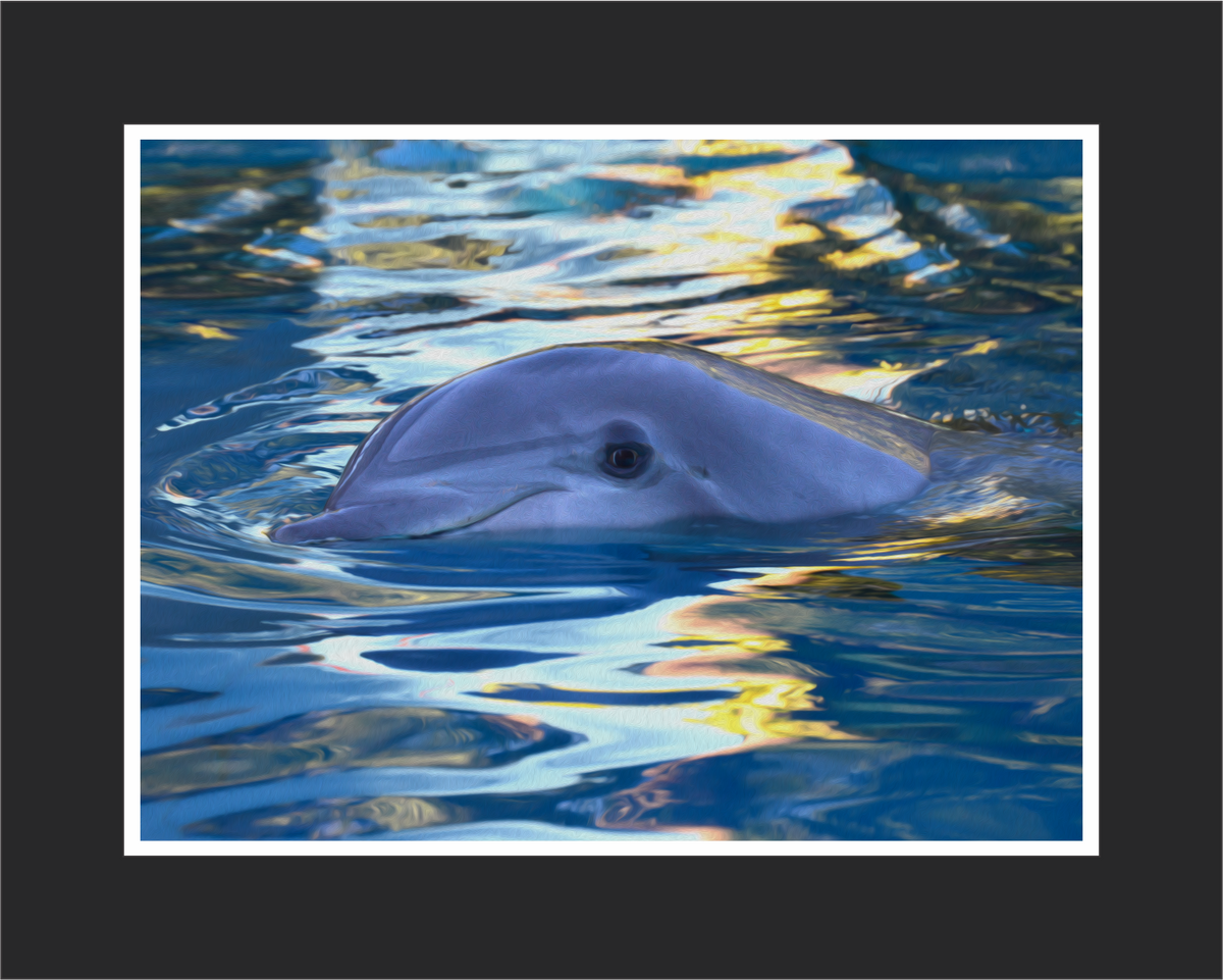 Lazy Swim Dolphin Wall Art - JWB Art Unlimited