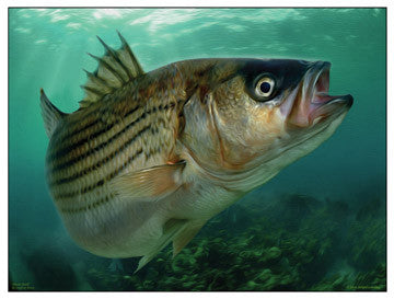 Rock Solid Rockfish Wall Art - JWB Art Unlimited