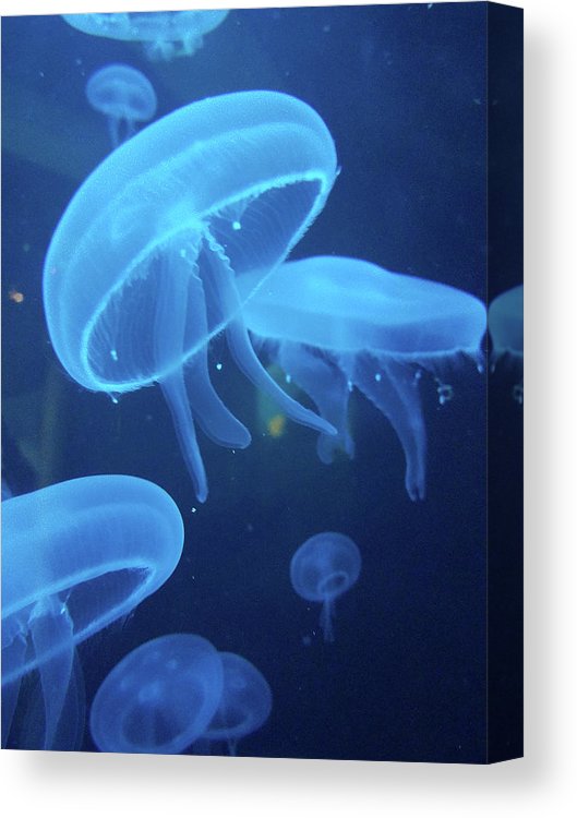 Blueberry Jelly Fish - JWB Art Unlimited