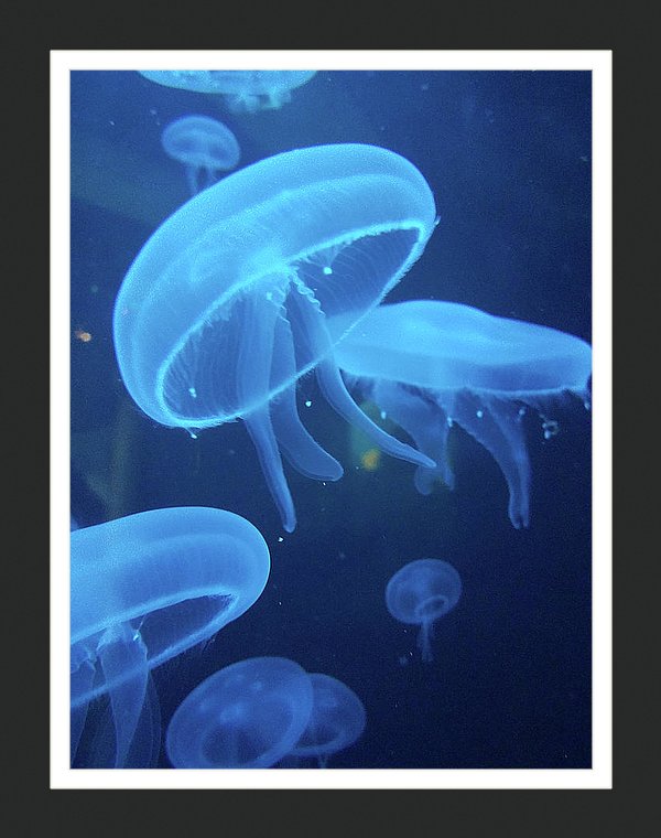 Blueberry Jelly Fish - JWB Art Unlimited