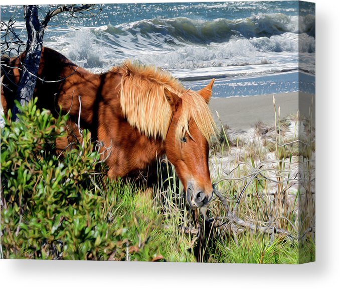 Pony up - Chincoteague Ponies Canvas Wall Art
