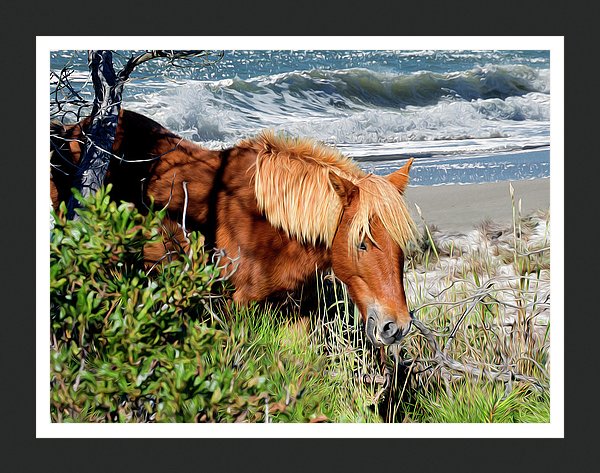 Pony up - Chincoteague Ponies Canvas Wall Art