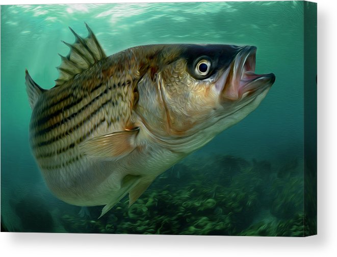 Rock Solid Rockfish Wall Art