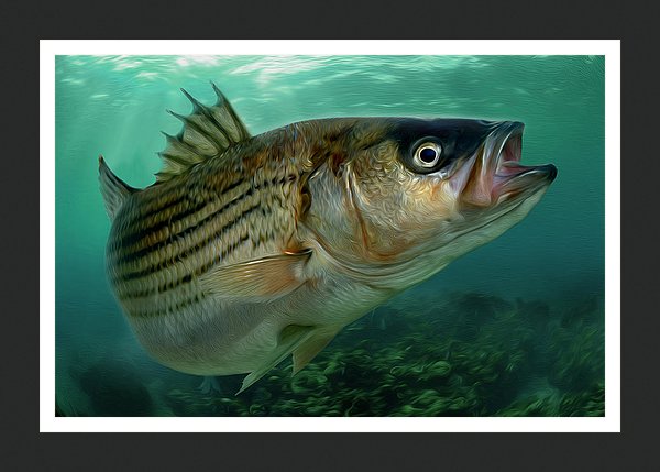 Rock Solid Rockfish Wall Art