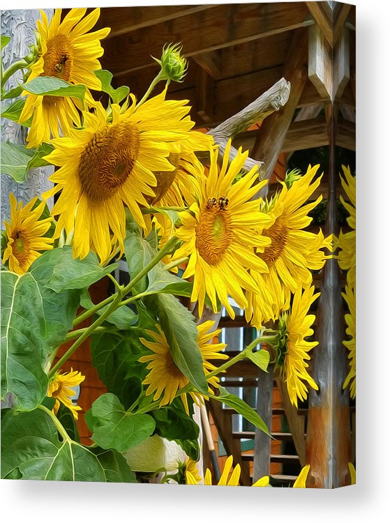 Sunny Bee Sunflower Print